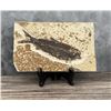 Image 1 : Knightia eocaena Green River Fish Fossil