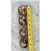 Image 4 : Set Of Carved Tiger Cowrie Shell Napkin Rings