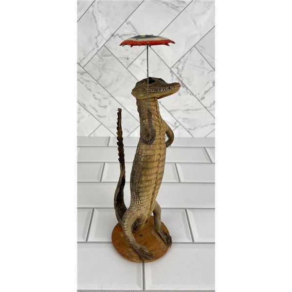 1950s Taxidermy Alligator with Umbrella