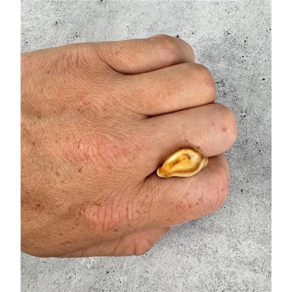 Montana Bull Elk Tooth
