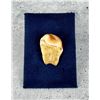 Image 3 : Montana Bull Elk Tooth