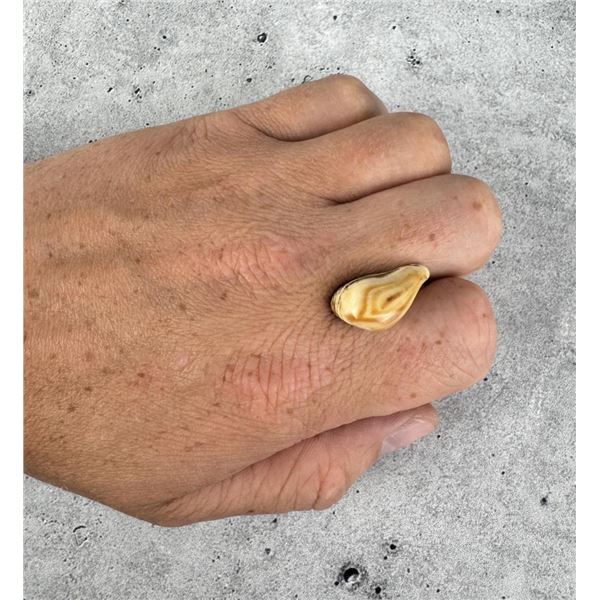 Montana Bull Elk Tooth