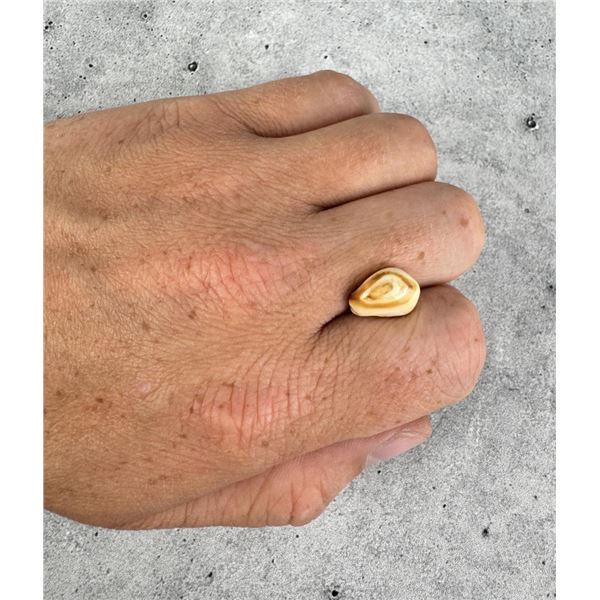 Montana Bull Elk Tooth