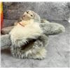 Image 7 : Steiff Jolly Hase Rabbit Puppet