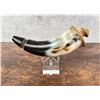 Image 2 : Custom Made Frontier Powder Horn