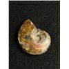 Image 1 : Ammonite Fossil Speciment MSRP $180.00