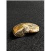 Image 2 : Ammonite Fossil Speciment MSRP $180.00