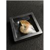 Image 3 : Ammonite Fossil Speciment MSRP $180.00