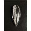 Image 1 : Orthoceras Fossil Specimen MSRP $200.00