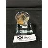 Image 1 : Ammonite Othoceras Fossil MSRP $249.00