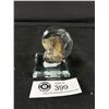 Image 2 : Ammonite Othoceras Fossil MSRP $249.00