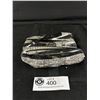 Image 2 : 6" Orthoceras Fossil Specimen MSRP $480.00