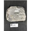 Image 3 : 6" Orthoceras Fossil Specimen MSRP $480.00