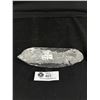 Image 3 : 8" Orthoceras Fossil Specimen MSRP $480.00