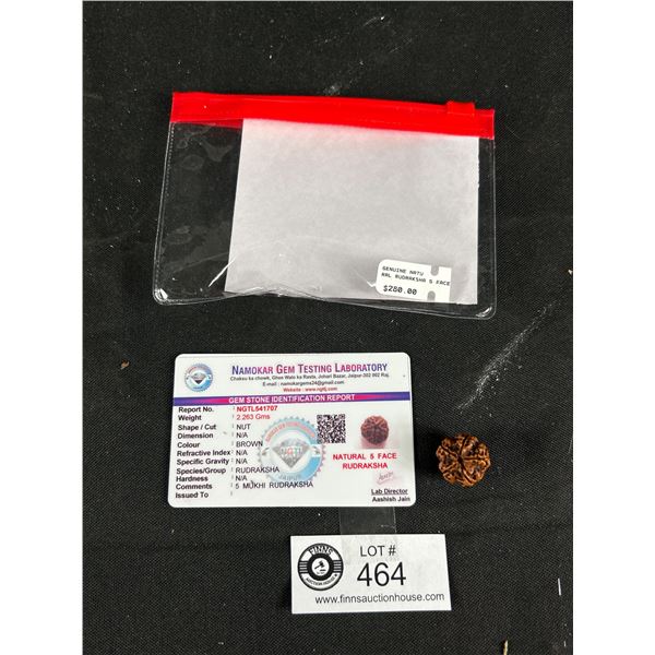 Genuine Natural Rudraksha 5 Face MSRP $280.00