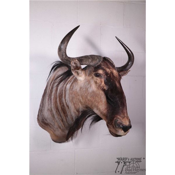 Blue wildebeest head