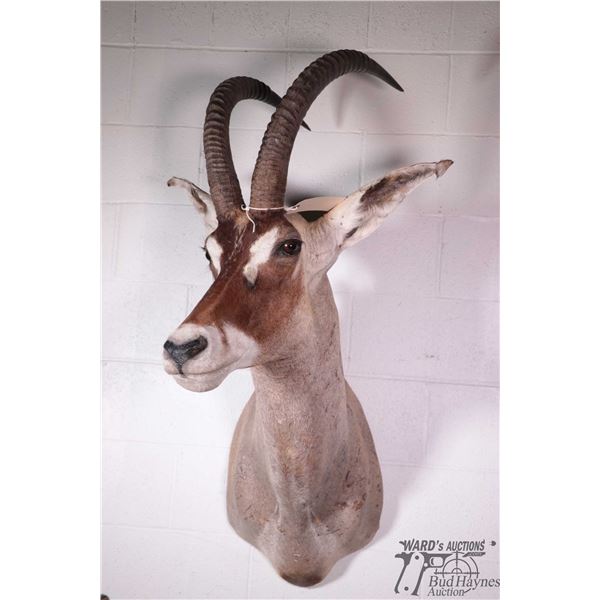 Sable head
