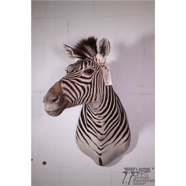 Zebra head