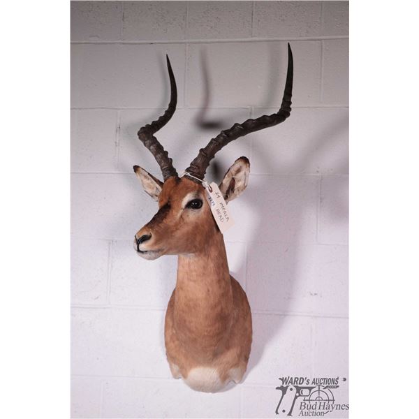 Impala head