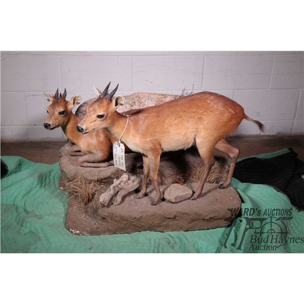 Two duikers full mount