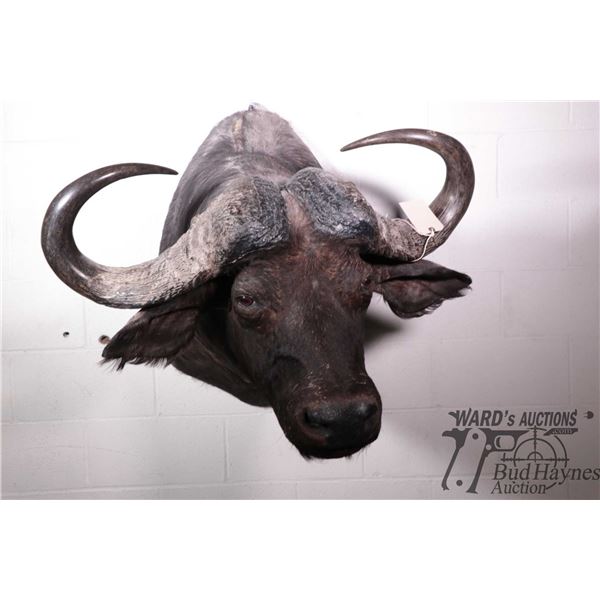 Cape Buffalo head