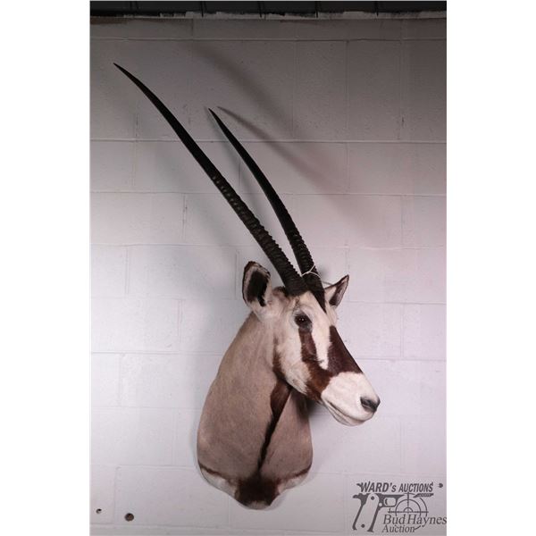 Gemsbok head