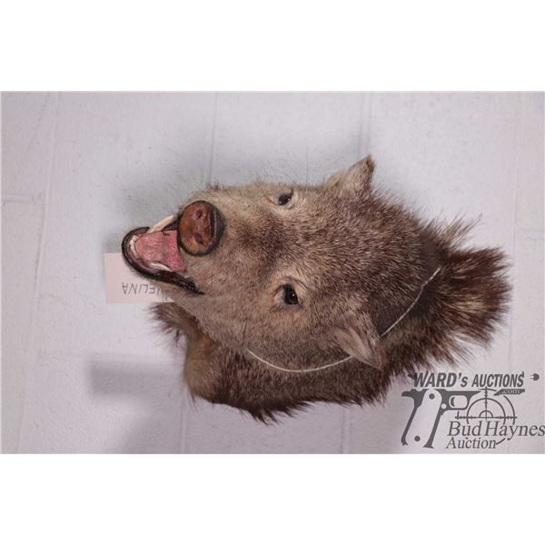 Javelina head