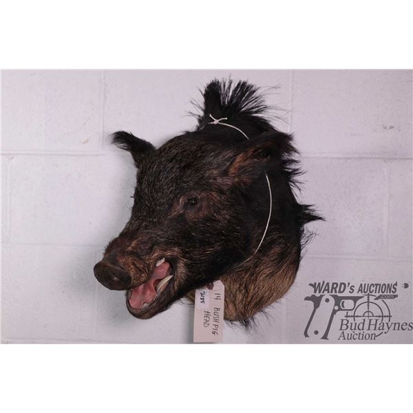 Bush pig head