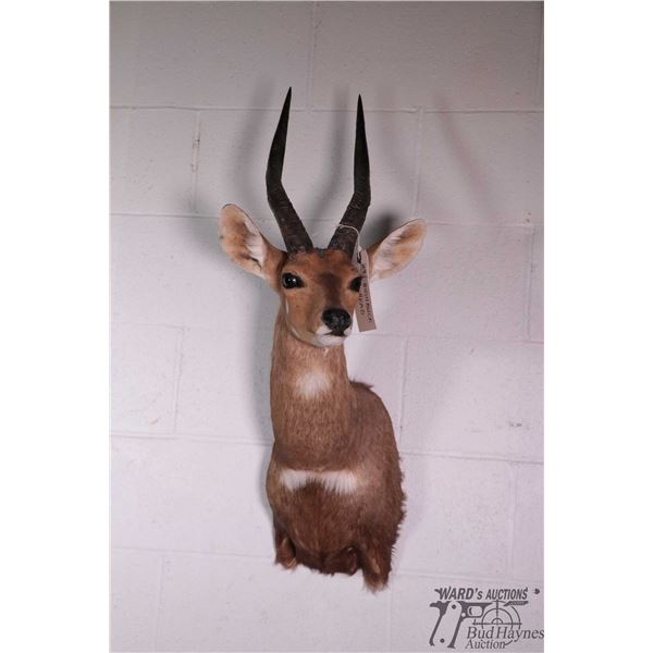 Bushbuck head