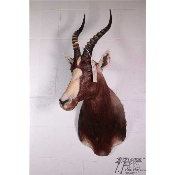 Blesbok head