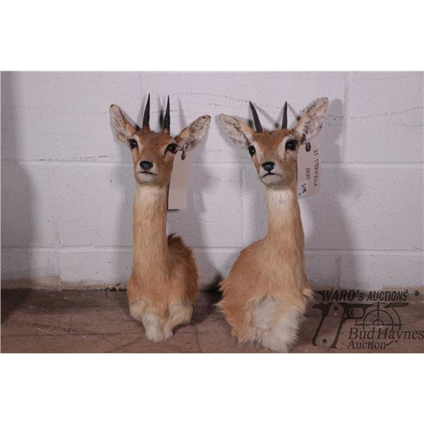 Two steenbuck heads