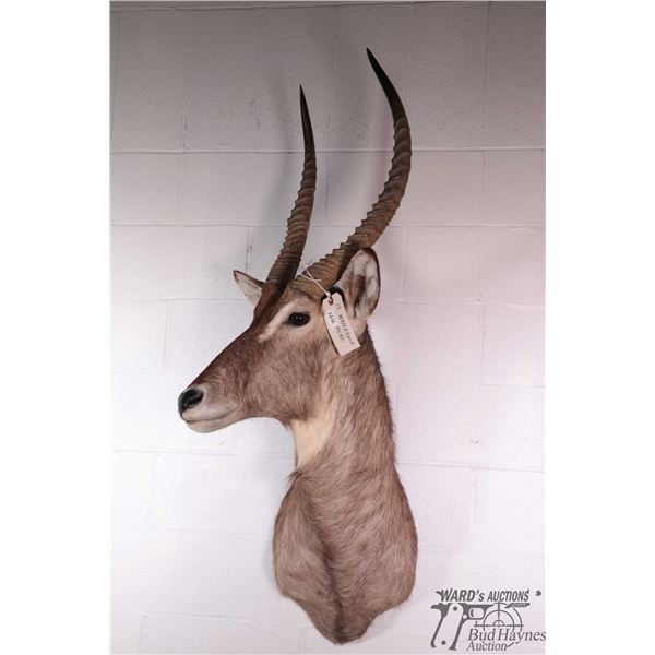 Waterbuck head