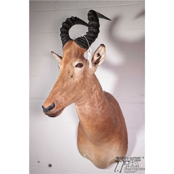 Hartebeest head