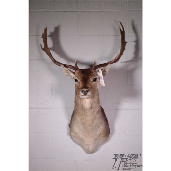 Fallow deer head