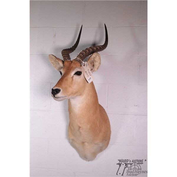 Puku head