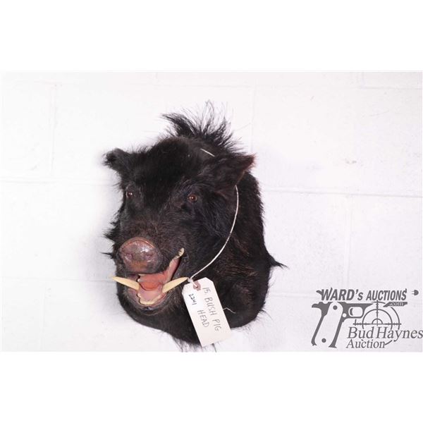 Bush pig head