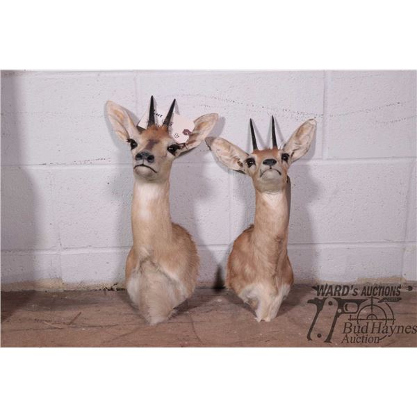 Two steenbuck heads