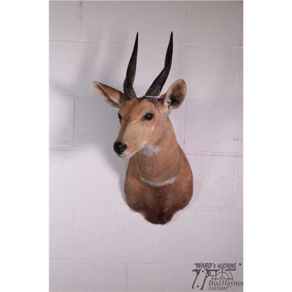 Bushbuck head