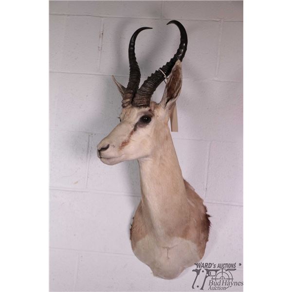 Spring bok head