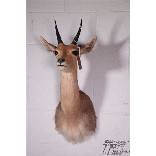 Mountain reedbuck head