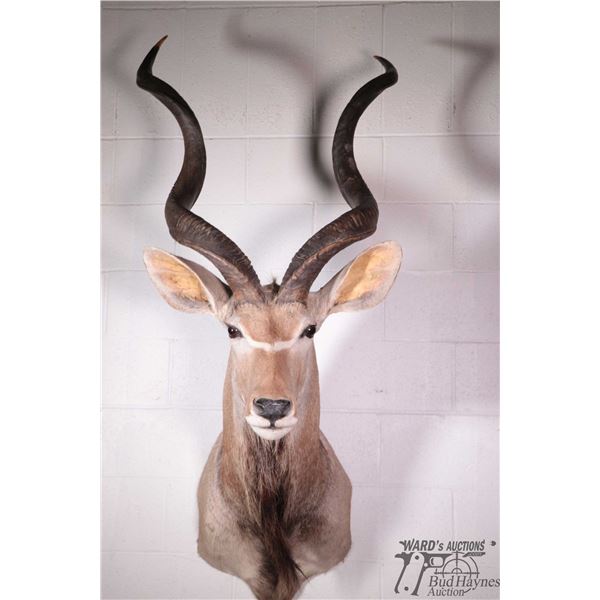 Kudu head