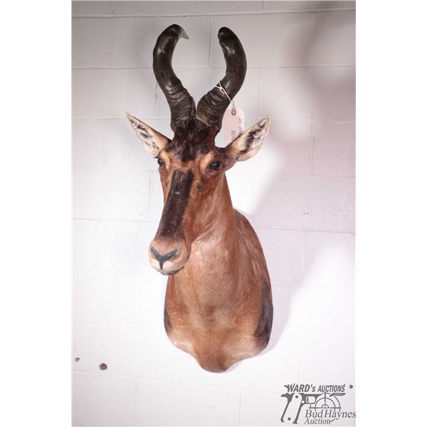 Hartebeest head
