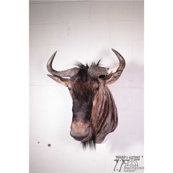Blue wildebeest head