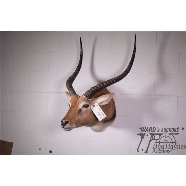 Red Lechwe head