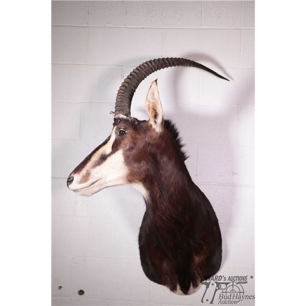 Sable head