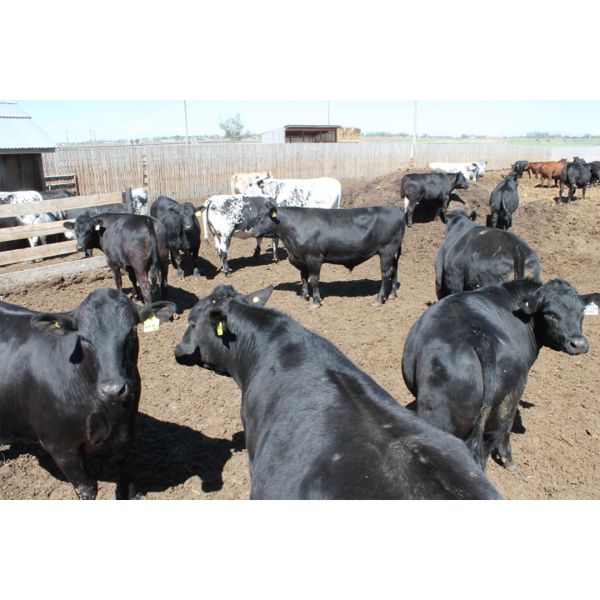 Alberta Prime Beef Corporation - 43 Crossbreds (Picture Butte, AB)