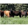 Image 2 : Marcinek Cattle Company - 1000# September Grass Heifers - 186 Head (Condor, AB)