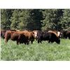 Image 5 : Marcinek Cattle Company - 1000# September Grass Heifers - 186 Head (Condor, AB)