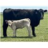 Image 14 : Blue Moon Cattle Co. - 17 Black/BBF Angus X Pairs (Irricana, AB)
