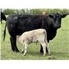 Image 2 : Blue Moon Cattle Co. - 17 Black/BBF Angus X Pairs (Irricana, AB)